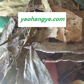 圣草康园山香圆 山香圆叶 山香圆叶 叶香山元叶 山香元叶香山元叶图1