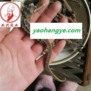 海马 海马大条 3克左右 本店批发各种奇花异草以及各种名贵中药材，花茶，香料，根茎，果实种子类，全草类，花叶类，皮类，菌藻类，动物类，矿石类等  产地 福建省图1