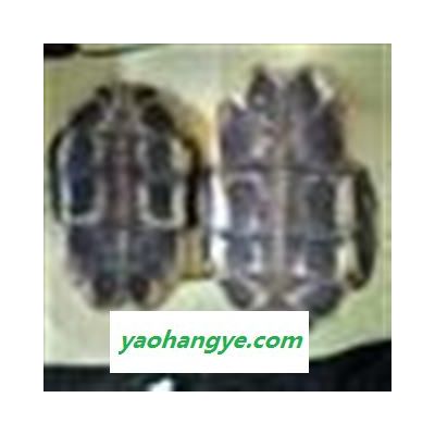 龟甲 选货水龟板 产地 广东省广州市市辖区