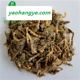 全蝎 盐干货 产地 宁夏回族自治区图1