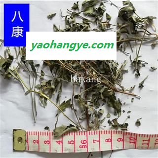 牡荆叶 统图1