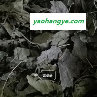 桑叶, 霜桑叶， 产地 河南省禹州市图1