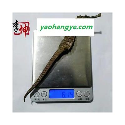 【包邮】海马6g 平马清水货（50g/1份）福建产 未加重 【良心经营 品种齐全】