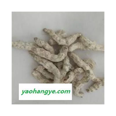 僵蚕 统 虫体漂亮 断面玻璃茬 假一赔十  产地 广西壮族自治区
