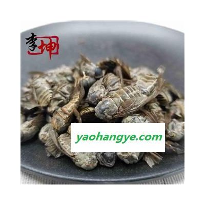 【包邮】虻虫（250g） 正品四川产 大个货不是陕西产的牛虻虫【良心经营 品种齐全】