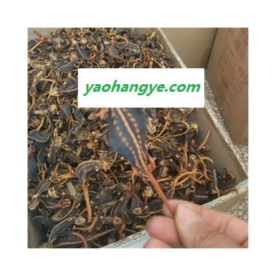海狗 统 产地 江苏省