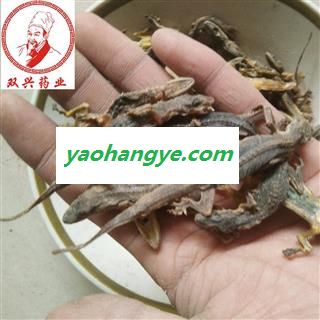 壁虎 进口壁虎选货 天龙 守宫 四脚蛇 爬壁虎 本店批发各种奇花异草以及各种名贵中药材，花茶，香料，根茎，果实种子类，全草类，花叶类，皮类，菌藻类，动物类，矿石类等 产地 海外图1