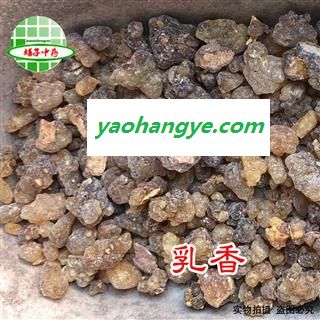 乳香 原乳香 产地 广西壮族自治区 买好药找娟子图1
