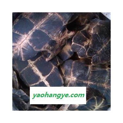 龟板 旱龟板 掉价了！！独特花纹！ 燕尾岔！产地直销  产地 湖南省