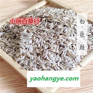 中药材 白巨胜 莴苣子 生菜籽 莴苣籽 莴苣 莴苣笋 莴菜 香莴笋图1