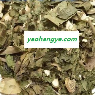 小丽百草行  广东紫珠 紫珠草 紫珠柴图1