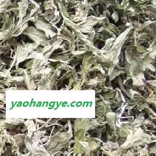 艾叶 统 产地 山东省 国药堂 专注品质图1