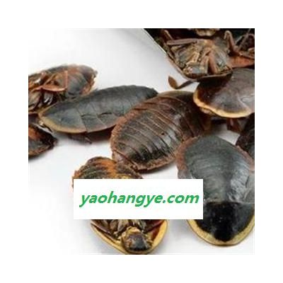 土元 土鳖虫水洗腹空大选货 地道过筛 大个土元 产地 山东省