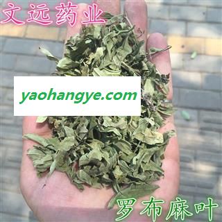 罗布麻叶 青色 统货 产地 新疆维吾尔自治区图1