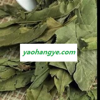 小丽百草行中药材桔叶 橘子叶 橘叶桔子叶图1