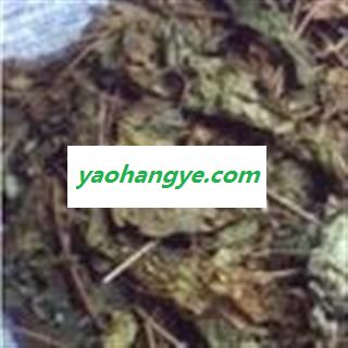 小丽百草行臭梧桐叶 八角梧桐 臭芙蓉图1