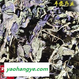 平安药业 紫苏叶 正品切丝 赤苏 紫苏 皱苏 尖苏 香苏叶 鸡冠紫苏 子苏图1