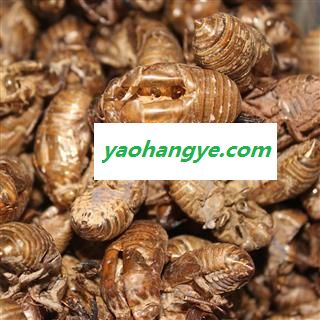 吉康药业蝉蜕 自然土无增重 虫蜕 知了壳 蝉退 蝉衣 蝉壳 蚱蟟皮 虫退 虫蛻图1