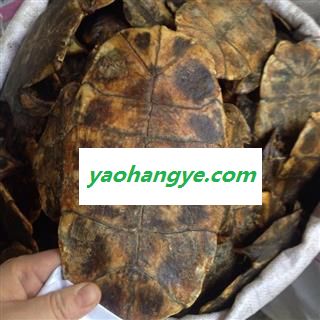 龟板 下甲  正品 产地 北京市图1