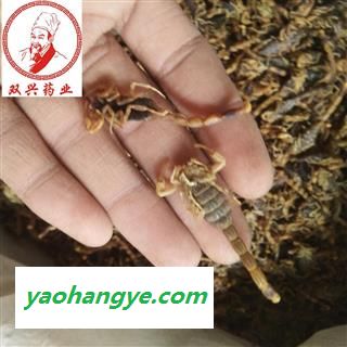 全蝎 山东清水全蝎伏货 本店批发各种奇花异草以及各种名贵中药材，花茶，香料，根茎，果实种子类，全草类，花叶类，皮类，菌藻类，动物类，矿石类等  产地 山东省图1