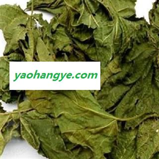 灵吉药业 桑叶  批发各种规格名贵药材 中草药 花茶 人参 冷背珍稀野生药材图1