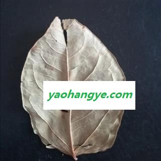 虎杖叶 全干货正品保证 中药材批发 丽丽药业图1