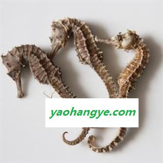 海马 海马中条1.0-1.5克左右一条 产地 广东省 正品净货 无加重 个头匀陈 供应各类中药材 冷背货矿石等图1
