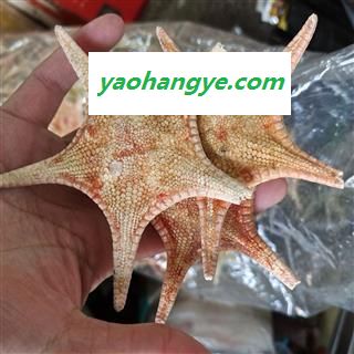 京辉药业 海星 药食两用 实物拍摄图1