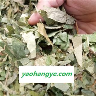 淫羊藿 淫羊藿叶 大叶淫羊藿 东北货 仙灵脾 产地 辽宁省图1