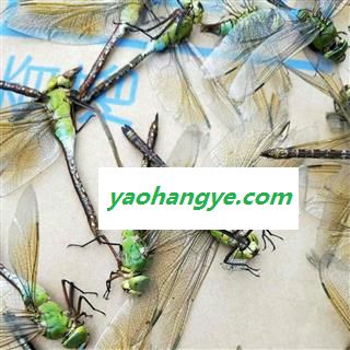 诺源药材行优质标本绿头蜻蜓 完整标本 实物拍照图1