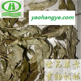 世元药业 胡秃子叶 正品 优质 别称 蒲颓叶 胡秃子 鸡卵子 幽谷巨人 半春子 甜棒槌 雀儿酥 羊奶子 羊奶奶 牛奶咪图1