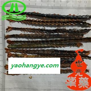 世元药业 蜈蚣 正品 红头蜈蚣 新货 软条无竹签图1