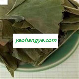 银杏叶 统 产地 山东省图1