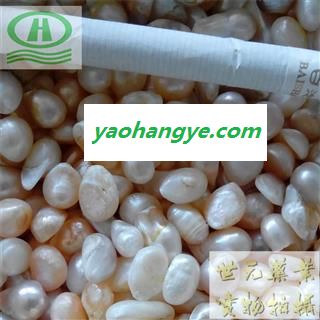 世元药业 珍珠 正品 优质 浙江 养殖【全品除尘中药】图1