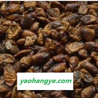 新辉药业中药材蚕蛹 蚕蛾图1