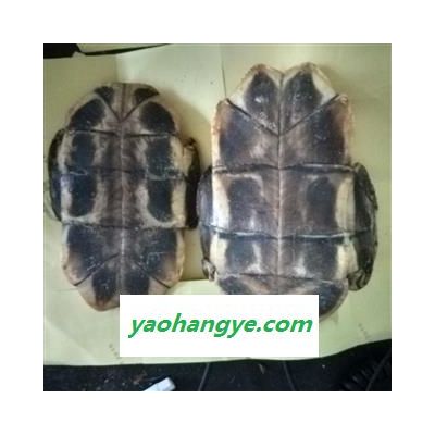 龟板 水龟板 产地 广东省