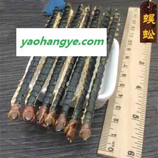 蜈蚣 大蜈蚣红头蜈蚣  蜈蚣12到13公图1