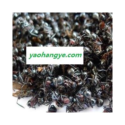 黑蚂蚁 统货 产地 四川省