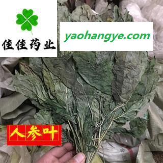 人参叶 人参叶 颜色好 正品 供应各种中药材 产地 吉林省图1