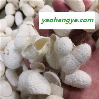 安祁名药中药材蚕茧壳  蚕衣  茧黄 绵茧图1