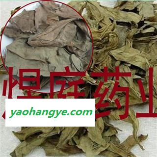 煜庭药业 龙利叶  龙脷叶 龙俐叶 舌叶 龙味叶 牛耳叶图1