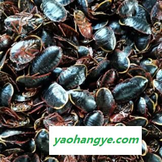 土元 金边土元 产地 广西壮族自治区图1