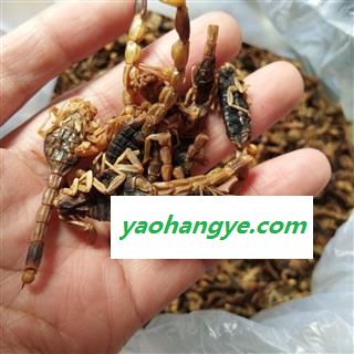 京辉药业 全蝎 全虫 蝎子 纯清水 纯干货图1