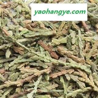 侧柏叶 选 质量保证  物美价廉 产地 山东省图1