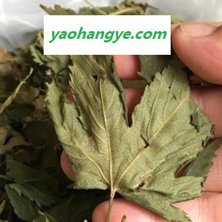 安祁名药正品野生 甜茶  刺儿茶图1