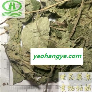 世元药业 褚桃叶 正品 不错-楮树叶 楮叶 名构叶 谷树叶图1