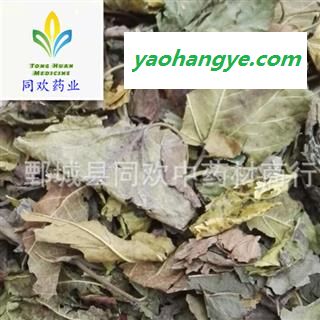 【霜桑叶】@【同欢药材】中药材批发供应  规格齐全 量大从优 产地 山东省图1