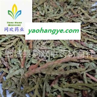 【侧柏叶】@【同欢药材】中药材批发供应  规格齐全 量大从优  产地 山东省图1