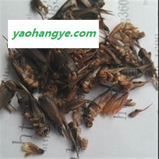京辉药业 蟋蟀 蛐蛐 蝈蝈 过筛 批发零售图1