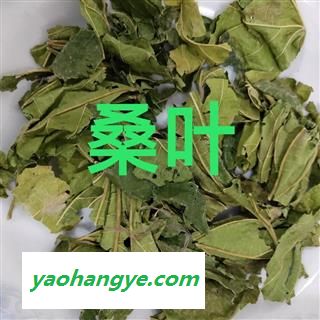 桑叶 青桑叶统货 产地 山东省图1